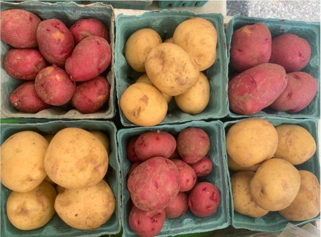Арізона, Гранада, Скарб РедСоня насіннева картопля, семенной картофель