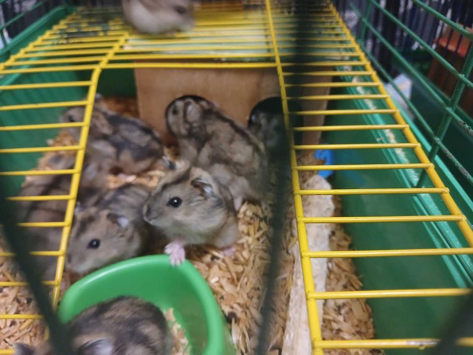 хомяк джунгарский