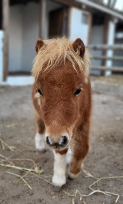 Ponei Mini Shetland com 5 meses