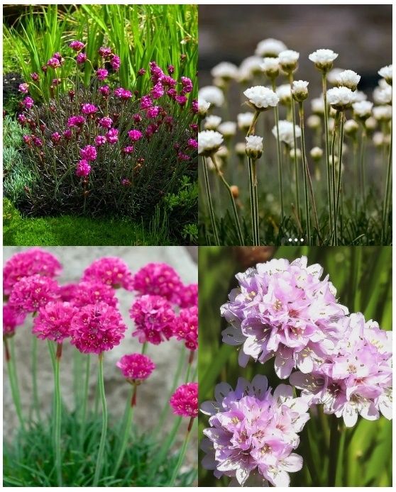 Гіпсофіла, будлея, вероніки, матрикарія, армерія, седуми, непта та ін.