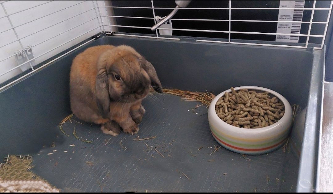 Pilnie Oddam królika, zapas karmy