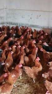 Młode NIOSKI KURY od hodowcy ! Dowóz GRATIS !! MESSA LEGHORN !