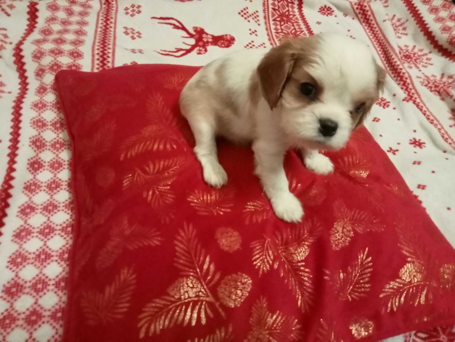 Pieski sunia cavalier king charles spaniel