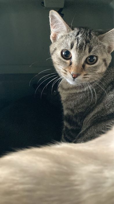 Adoção Micas linda