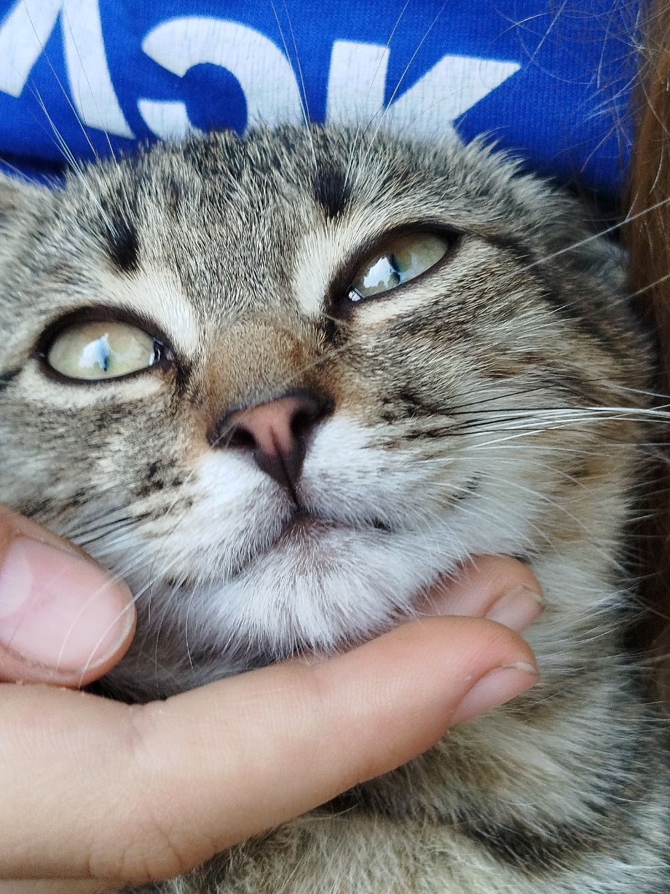 Кошеня хлопчик дворовий
