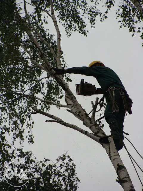 Wycinka drzew trudnodosępnych.