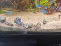 Ślimaki akwariowe