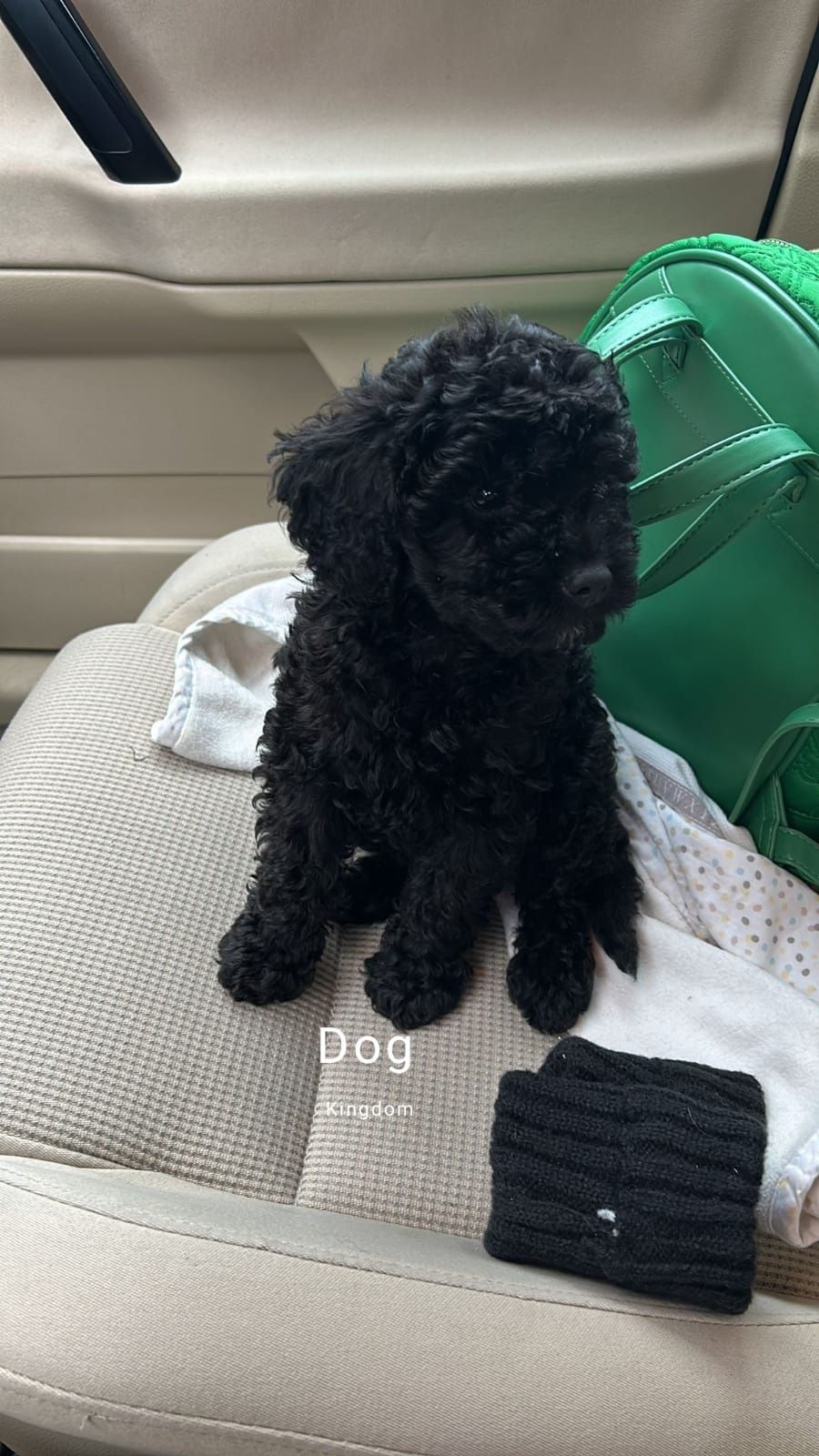 Cavapoo Pudel Toy Cockapoo