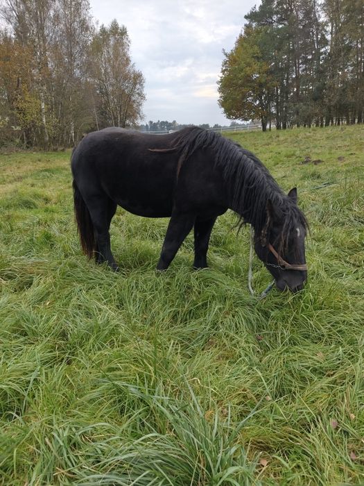 Sprzedam klacze spokojne zimnokrwiste