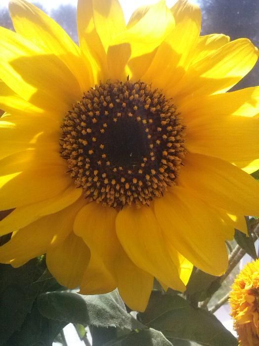Nasiona słonecznik ozdobny kwiaty/ Faktura/ CERTYFIKAT EKO