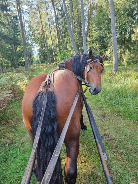 Ogier zimnokrwisty sprzedam lub zamienię