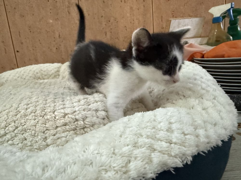 Gatinho macho para adopção