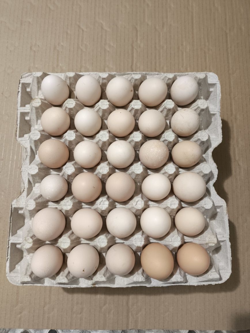 Jajka wiejskie po 50 gr - możliwość dowozu .