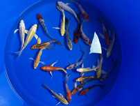 Karpie koi Butterfly Import