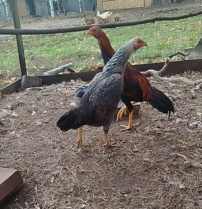 Kury ozdobne bojowce