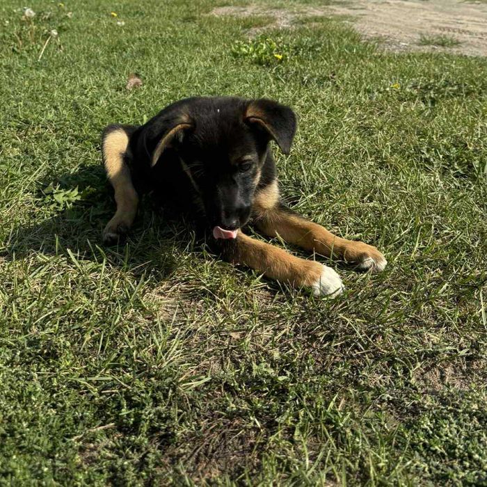 Suczki kundelki małe