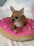 Chihuahua suczka beżowa GOTOWA DO ODBIORU