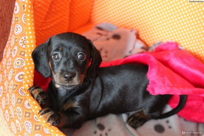 Це цуценя — справжня знахідка для тих, хто шукає відданого друга!