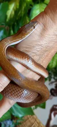 Węże zbożowe i mahoniowe