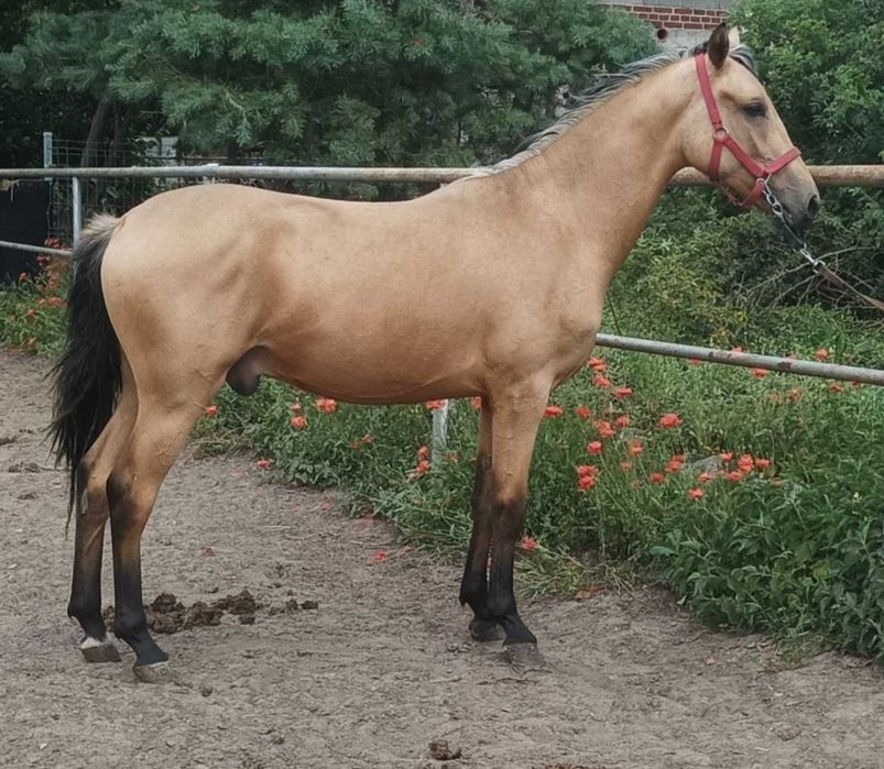 Śliczny Wałach  stelio