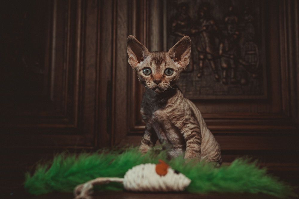 Kocurek Devon rex FPL Felis