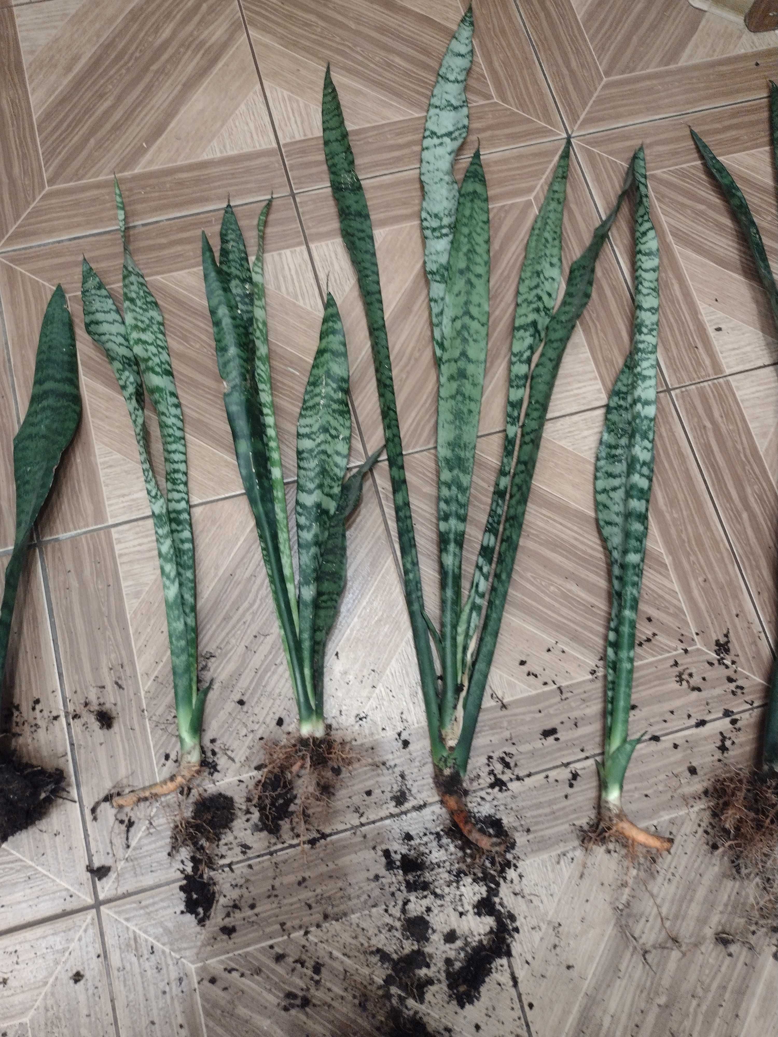 Sansevieria kwiatek doniczkowy 60-90 cm