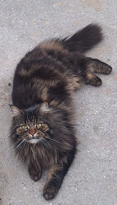 Zaginął mot szczodrkowice