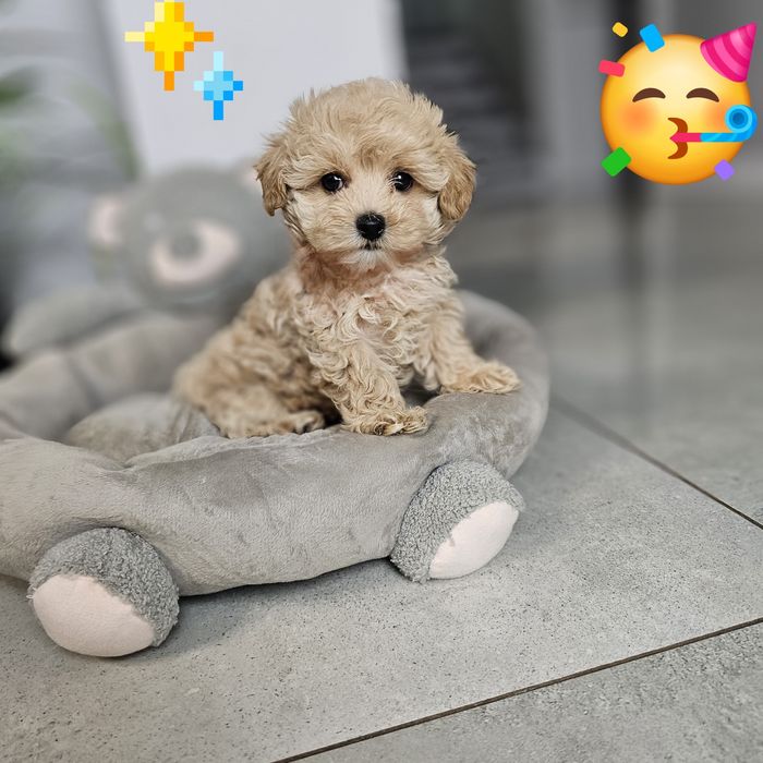 Zjawiskowy Chłopczyk  Maltipoo F1 Leoś