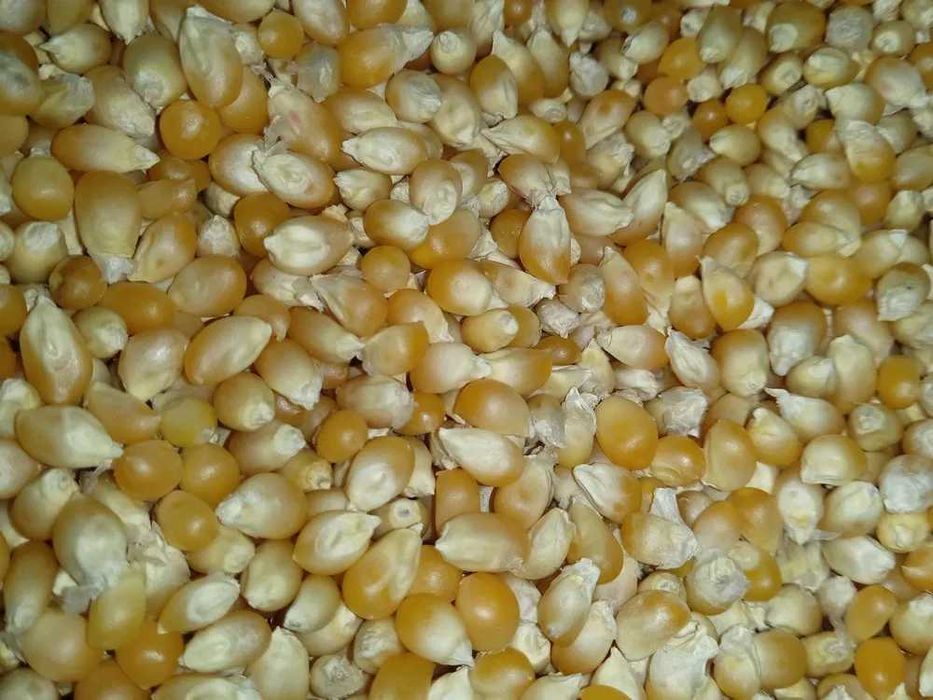 попкорн вулкан  49грн за 1 кг урожай 2025г