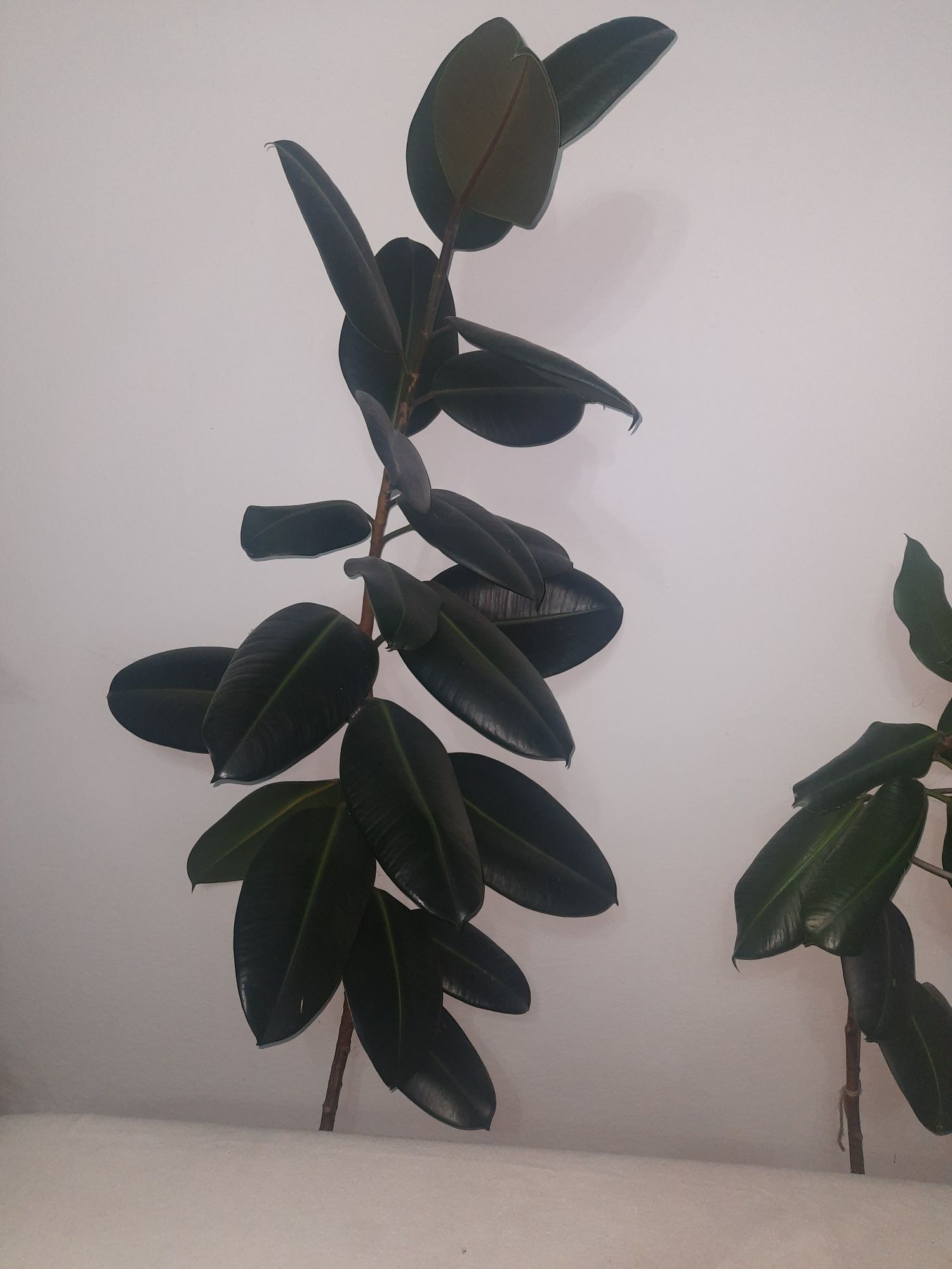 Fikus sprężysty , Ficus elastica