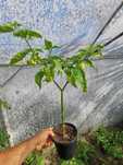 Drzewko sadzonka Habanero, primatoli