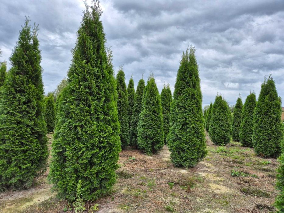 Tuja Szmaragd/Tuje Szmaragd 240cm, Sadzenie transport
