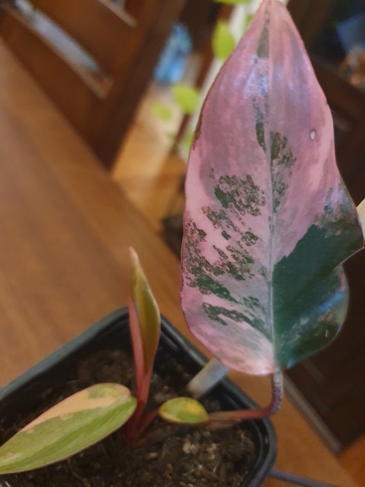 Philodendron strawberry shake