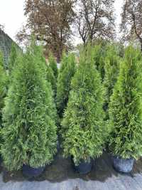 Thuja Smaragd producent