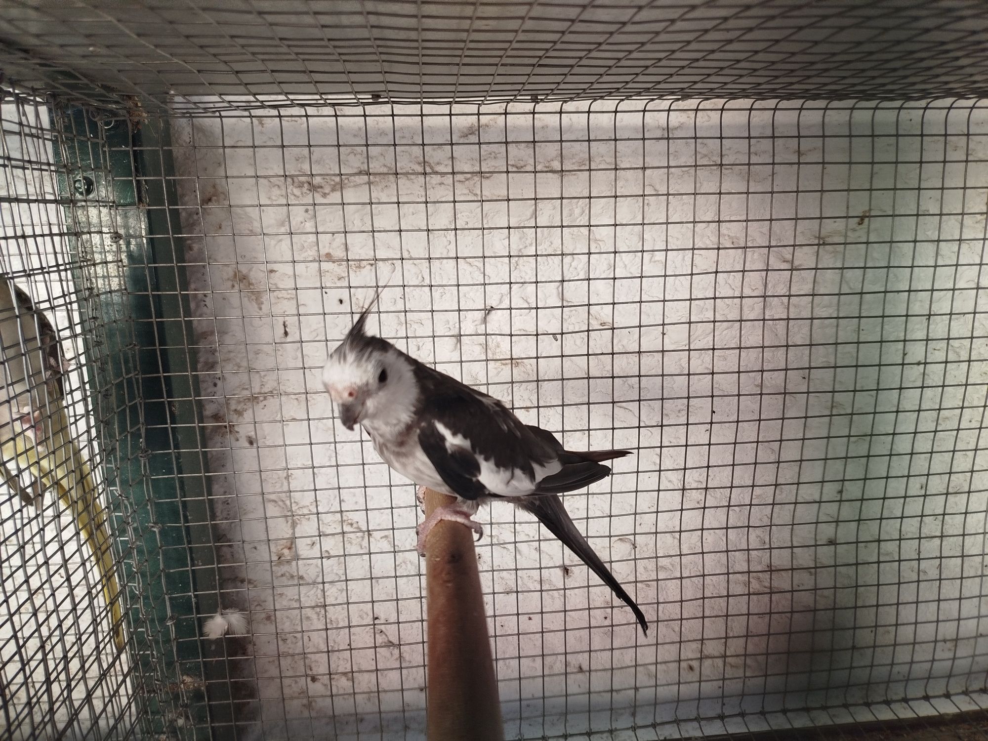 Caturra macho cinza