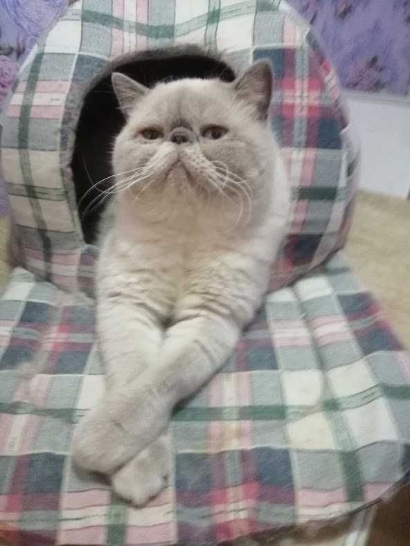 Вязка красавцем котиком