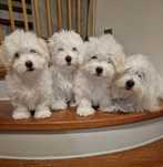 Coton de Tulear piesek