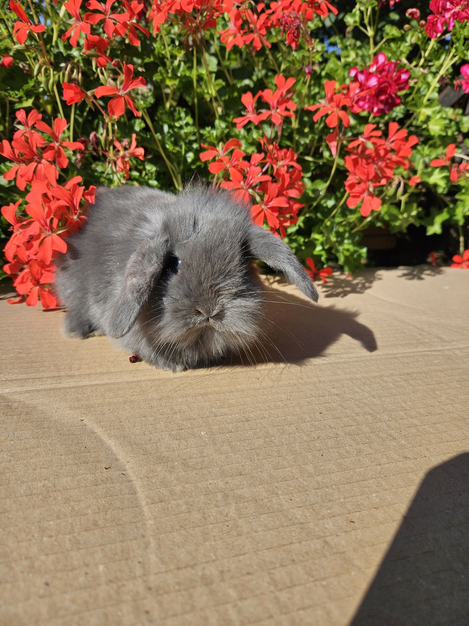 Mini Lop Króliki miniaturowe Baranek Niebieski. Mini Lop Blue.