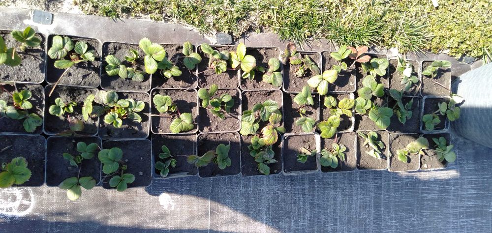 Sprzedam ostatnie szt sadzonek truskawek