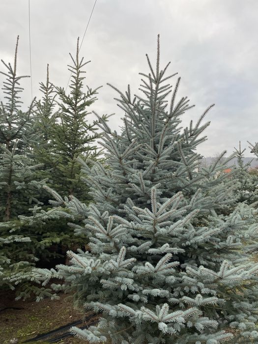 Choinki - jodły i świerki