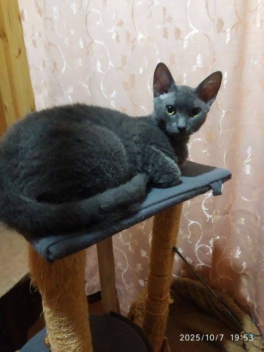 Девон Рекс хлопчик терміново у зв'язку із переїздом.