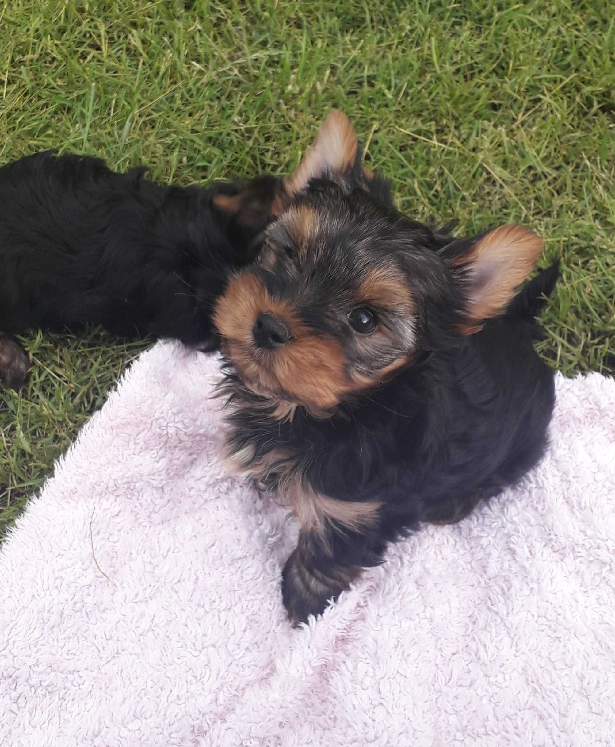 Yorkshire terrier szczenię