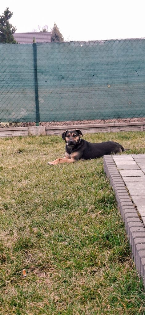 Malinka poleca się do adopcji