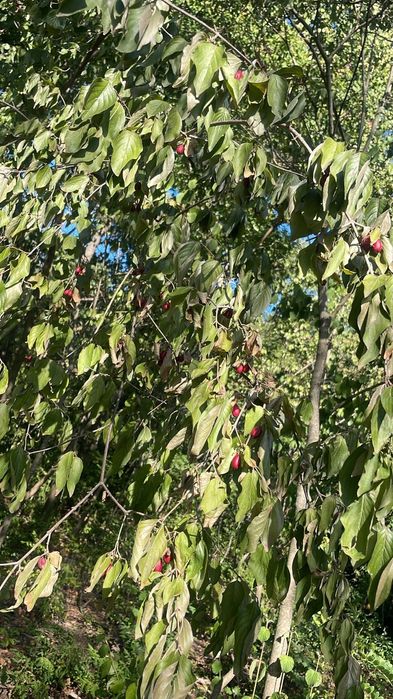 Продаж землі , Миколаївська обл, с Нечаяне