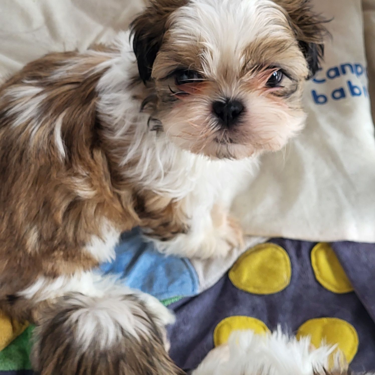 Shihtzu shih-tzu pies rodowodem samiec