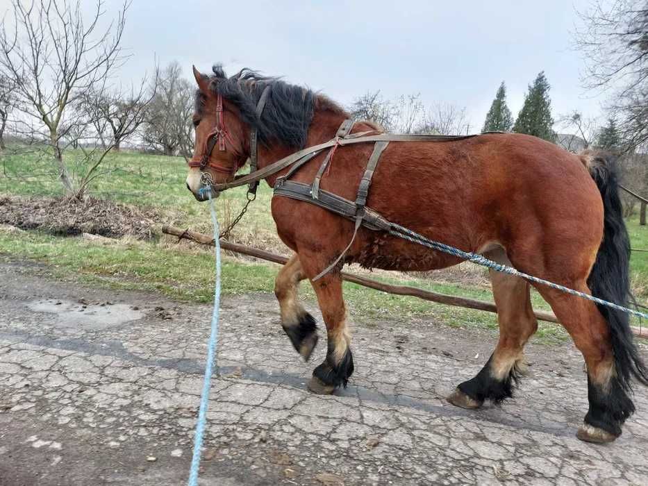 Sprzedam klacz zimnokrwista ze źróbką