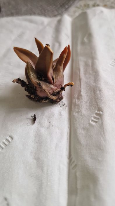 сукулент хавортія