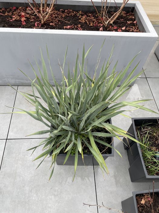 Juka ogrodowa bez wykopywania z gruntu - kilka sadzonek z donicy