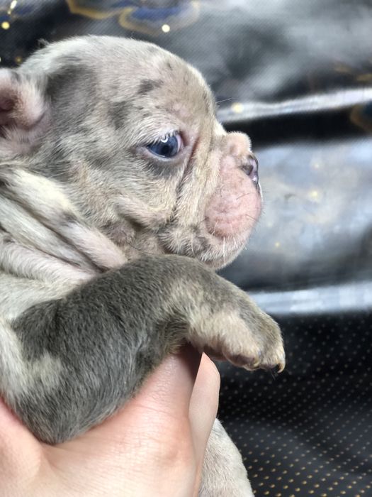 Елітні цуценята французького бульдога