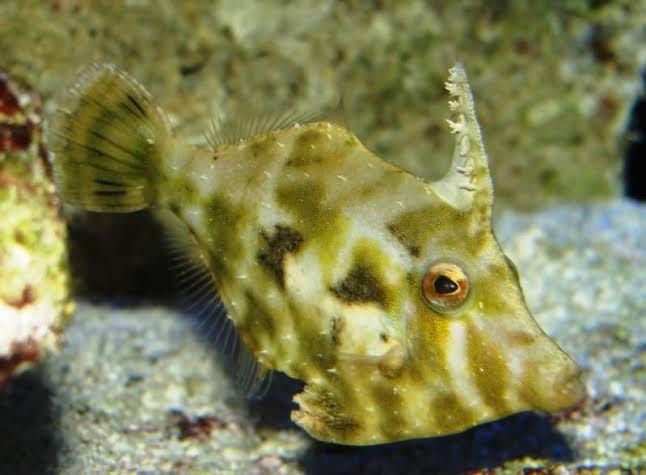 Ryba morska Acreichtys tomentosus L brzydal